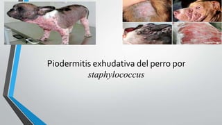 Piodermitis exhudativa del perro por
staphylococcus
 