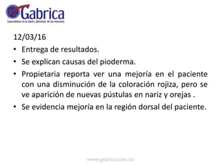 12/03/16
• Entrega de resultados.
• Se explican causas del pioderma.
• Propietaria reporta ver una mejoría en el paciente
con una disminución de la coloración rojiza, pero se
ve aparición de nuevas pústulas en nariz y orejas .
• Se evidencia mejoría en la región dorsal del paciente.
 