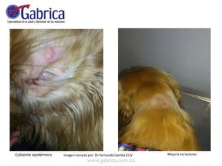Collarete epidérmico Mejoría en lesionesImagen tomada por: Dr Fernando Gamba CUV
 