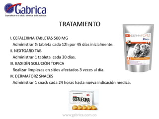 TRATAMIENTO
I. CEFALEXINA TABLETAS 500 MG
Administrar ½ tableta cada 12h por 45 días inicialmente.
II. NEXTGARD TAB
Administrar 1 tableta cada 30 días.
III. BAXIDÍN SOLUCIÓN TOPICA
Realizar limpiezas en sitios afectados 3 veces al día.
IV. DERMAFORZ SNACKS
Administrar 1 snack cada 24 horas hasta nueva indicación medica.
 