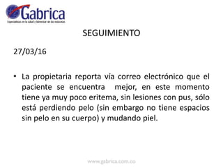 SEGUIMIENTO
27/03/16
• La propietaria reporta vía correo electrónico que el
paciente se encuentra mejor, en este momento
tiene ya muy poco eritema, sin lesiones con pus, sólo
está perdiendo pelo (sin embargo no tiene espacios
sin pelo en su cuerpo) y mudando piel.
 