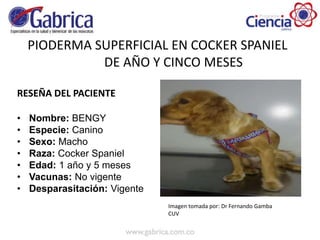 PIODERMA SUPERFICIAL EN COCKER SPANIEL
DE AÑO Y CINCO MESES
RESEÑA DEL PACIENTE
• Nombre: BENGY
• Especie: Canino
• Sexo: Macho
• Raza: Cocker Spaniel
• Edad: 1 año y 5 meses
• Vacunas: No vigente
• Desparasitación: Vigente
Imagen tomada por: Dr Fernando Gamba
CUV
 