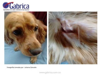 Fotografías tomadas por : Julianna Zamudio
 