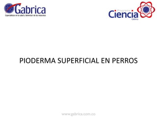 PIODERMA SUPERFICIAL EN PERROS
 