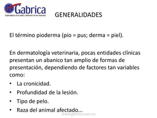 GENERALIDADES
El término pioderma (pio = pus; derma = piel).
En dermatología veterinaria, pocas entidades clínicas
presentan un abanico tan amplio de formas de
presentación, dependiendo de factores tan variables
como:
• La cronicidad.
• Profundidad de la lesión.
• Tipo de pelo.
• Raza del animal afectado...
 
