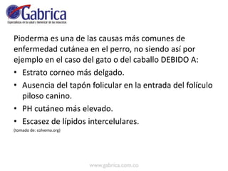 Pioderma es una de las causas más comunes de
enfermedad cutánea en el perro, no siendo así por
ejemplo en el caso del gato o del caballo DEBIDO A:
• Estrato corneo más delgado.
• Ausencia del tapón folicular en la entrada del folículo
piloso canino.
• PH cutáneo más elevado.
• Escasez de lípidos intercelulares.
(tomado de: colvema.org)
 
