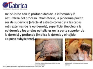 De acuerdo con la profundidad de la infección y la
naturaleza del proceso inflamatorio, la pioderma puede
ser de superficie (afecta al estrato córneo y a las capas
más externas de la epidermis), superficial (involucra la
epidermis y los anejos epiteliales en la parte superior de
la dermis) y profunda (implica la dermis y el tejido
adiposo subyacente).
http://www.veterinaria.org/revistas/redvet/n030312/031201.pdf
 