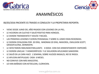 ANAMNÉSICOS
06/03/2016 PACIENTE ES TRAIDO A CONSULTA Y LA PROPIETARIA REPORTA:
• VIENE DESDE JUNIO DEL AÑO PASADO CON LESIONES EN LA PIEL.
• LE HICIERON UN CULTIVO Y SALIÓ POSITVO PARA HONGOS.
• LE DIERON TRATAMIENTO Y VOLVÍA Y RECAÍA.
• LAS PRIMERAS LESIONES FUERON PERIANASAL Y SOBRE EL LOMO ERAN REDONDAS.
• LE DIERON CEFALEXINA POR 20 DÍAS, MIKOMAX 20 DÍAS, IMAVEROL, EMULSION SCOTT,
GRISEOFULVINA, DERMOSYN.
• LE INYECTARON INMUNOESTIMULANTE: 4 DOSIS CON ESO APARENTEMENTE EMPEORÓ.
• LE DIERON UNICLAV Y HOMEOPÁTICOS Y LE SIGUIERON APLICANDO SANIDERM.
• LE SALIÓ EN LA CARA HACE 1 SEMANA, SOBRE HUESOS NASALES, NO SE RASCA.
• LE APLICAN ANTIPULGAS CADA 6 MESES.
• NO CONVIVE CON MÁS MASCOTAS.
• LO HAN BAÑADO CON KETOCLEAN, CLORHEXIN.
 