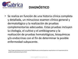 DIAGNÓSTICO
• Se realiza en función de una historia clínica completa
y detallada, un minucioso examen clínico general y
dermatológico y la realización de pruebas
complementarias adecuadas. Estas pruebas incluyen
la citología, el cultivo y el antibiograma y la
realización de pruebas hematológicas, bioquímicas
y/o endocrinas con el fin de determinar la posible
enfermedad subyacente.
http://argos.portalveterinaria.com/noticia/7590/articulos-archivo/aspectos-importantes-en-el-tratamiento-de-la-
pioderma-profunda-del-perro.html
 