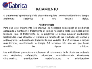 TRATAMIENTO
El tratamiento apropiado para la pioderma requiere la combinación de una terapia
antibiótica sistémica y una terapia tópica.
Antibioterapia
Para que este tratamiento sea efectivo es necesario seleccionar el antibiótico
apropiado y mantener el tratamiento el tiempo necesario hasta la remisión de las
lesiones. Para el tratamiento de la pioderma se deben emplear antibióticos
bactericidas, cuya elección se realizará en función de los resultados del cultivo y
antibiograma. La duración del tratamiento será variable (4 a 12 semanas, o incluso
más tiempo), manteniendo la terapia 2-3 semanas más una vez que hayan
remitido los signos clínicos.
Los antibióticos que más se emplean en el tratamiento de la pioderma profunda
son: cefalexina, cefadroxilo, cefovecina, amoxicilina-ácido clavulánico,
clindamicina, enrofloxacino, marbofloxacino y orbifloxacino.
 