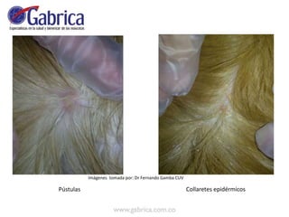 Pústulas Collaretes epidérmicos
Imágenes tomada por: Dr Fernando Gamba CUV
 