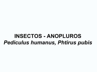 INSECTOS - ANOPLUROS
Pediculus humanus, Phtirus pubis
 