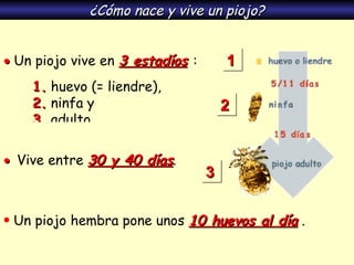    Un piojo vive en  3 estadíos   :  1.  huevo (= liendre), 2.  ninfa y  3.  adulto.  ¿Cómo nace y vive un piojo?    Vive entre  30 y 40 días . Un piojo hembra pone unos  10 huevos al día  . 1 2 3 