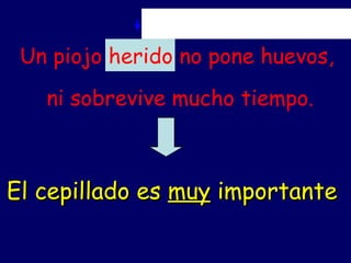 Un piojo herido no pone huevos, ni sobrevive mucho tiempo. El cepillado es  muy  importante 