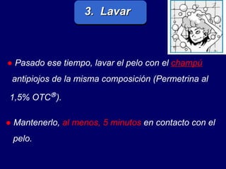 ●   Pasado ese tiempo, lavar el pelo con el   champú antipiojos de la misma composición (Permetrina al 1,5% OTC  ).   ●   Mantenerlo,   al menos, 5 minutos   en contacto con el pelo.  3.  Lavar 