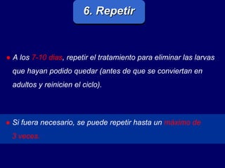 6. Repetir ●   A los   7-10 dias , repetir el tratamiento para eliminar las larvas  que hayan podido quedar (antes de que se conviertan en  adultos y reinicien el ciclo).  ●   Si fuera necesario, se puede repetir hasta un   máximo de  3 veces.  