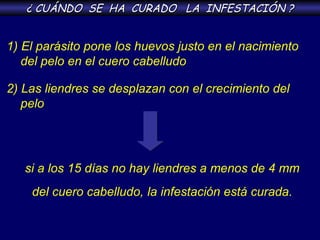 1)   El parásito pone los huevos justo en el nacimiento  del pelo en el cuero cabelludo   2)   Las liendres se desplazan con el crecimiento del  pelo  si a los 15 días no hay liendres a menos de 4 mm del cuero cabelludo,   la infestación está curada. ¿ CUÁNDO  SE  HA  CURADO  LA  INFESTACIÓN ? 