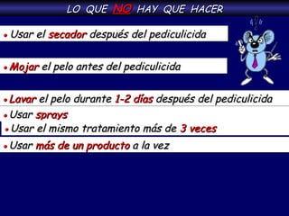 LO  QUE  NO   HAY  QUE  HACER    Usar el   secador  después del pediculicida    Mojar   el pelo antes del pediculicida    Lavar  el pelo durante   1-2 días   después del pediculicida    Usar   sprays    Usar el mismo tratamiento más de   3 veces    Usar   más de un producto   a la vez 