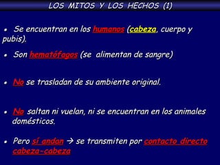 LOS  MITOS  Y  LOS  HECHOS  (1) ●  Se encuentran en los  humanos  ( cabeza , cuerpo y pubis). ●   Son  hematófagos  (se  alimentan de sangre) ●   No  se trasladan de su ambiente original. ●   Pero  sí andan     se transmiten por  contacto directo   cabeza-cabeza   ●   No   saltan ni vuelan, ni se encuentran en los animales  domésticos. 