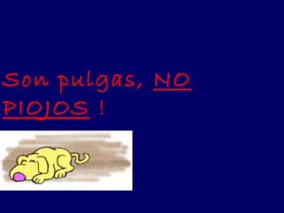 Son pulgas,  NO PIOJOS  ! 