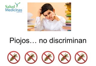 Piojos… no discriminan
 
