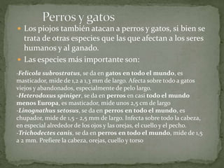  Los piojos también atacan a perros y gatos, si bien se
trata de otras especies que las que afectan a los seres
humanos y al ganado.
 Las especies más importante son:
-Felicola subrostratus, se da en gatos en todo el mundo, es
masticador, mide de 1,2 a 1,3 mm de largo. Afecta sobre todo a gatos
viejos y abandonados, especialmente de pelo largo.
-Heterodoxus spiniger, se da en perros en casi todo el mundo
menos Europa, es masticador, mide unos 2,5 cm de largo
-Linognathus setosus, se da en perros en todo el mundo, es
chupador, mide de 1,5 - 2,5 mm de largo. Infecta sobre todo la cabeza,
en especial alrededor de los ojos y las orejas, el cuello y el pecho.
-Trichodectes canis, se da en perros en todo el mundo, mide de 1,5
a 2 mm. Prefiere la cabeza, orejas, cuello y torso
 