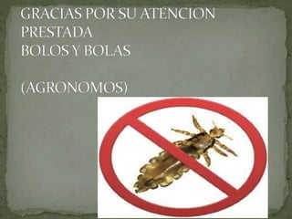 Piojos y generalidades