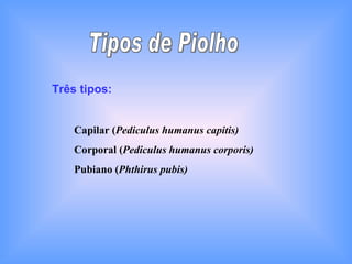 Tipos de Piolho Três tipos: Capilar ( Pediculus humanus capitis) Corporal ( Pediculus humanus corporis) Pubiano ( Phthirus pubis) 