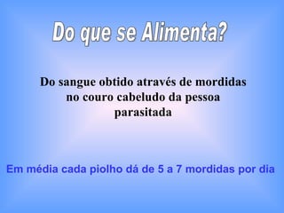Do que se Alimenta? Do sangue obtido através de mordidas no couro cabeludo da pessoa parasitada Em média cada piolho dá de 5 a 7 mordidas por dia 