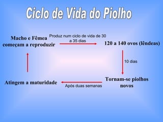 Ciclo de Vida do Piolho Atingem a maturidade Macho e Fêmea começam a reproduzir Produz num ciclo de vida de 30 a 35 dias 120 a 140 ovos (lêndeas) Tornam-se piolhos novos 10 dias Após duas semanas 