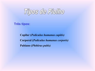 Três tipos:
Capilar (Pediculus humanus capitis)
Corporal (Pediculus humanus corporis)
Pubiano (Phthirus pubis)
 