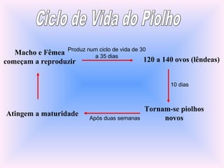 Atingem a maturidade
Macho e Fêmea
começam a reproduzir
Produz num ciclo de vida de 30
a 35 dias
120 a 140 ovos (lêndeas)
Tornam-se piolhos
novos
10 dias
Após duas semanas
 