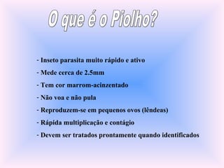 - Inseto parasita muito rápido e ativo
- Mede cerca de 2.5mm
- Tem cor marrom-acinzentado
- Não voa e não pula
- Reproduzem-se em pequenos ovos (lêndeas)
- Rápida multiplicação e contágio
- Devem ser tratados prontamente quando identificados
 
