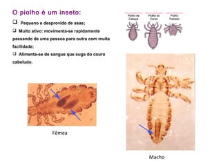 O piolho é um inseto:
 Pequeno e desprovido de asas;
 Muito ativo: movimenta-se rapidamente
passando de uma pessoa para outra com muita
facilidade;
 Alimenta-se de sangue que suga do couro
cabeludo.
Fêmea
Macho
 