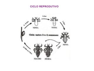 CICLO REPRODUTIVO
 