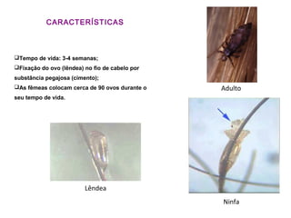 CARACTERÍSTICAS
Tempo de vida: 3-4 semanas;
Fixação do ovo (lêndea) no fio de cabelo por
substância pegajosa (cimento);
As fêmeas colocam cerca de 90 ovos durante o
seu tempo de vida.
Ninfa
Lêndea
Adulto
 