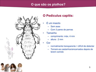 O Pediculus capitis: É um insecto Sem asas Com 3 pares de pernas Tamanho comprimento: máx. 4 mm altura : 2 mm Cor normalmente transparente = difícil de detectar Tornam-se castanhos/encarnados depois de terem comido O que são os piolhos? 