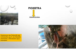 PIOMETRA
FISIOPATOLOGIA
Streptococcus spp, Pasteurella spp,
Actinobacillus spp, E. coli, Klebsiella
pneumoniae y Enterobacter spp) o
anaerobias
 