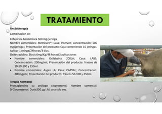 TRATAMIENTO
Antibioterapia
Combinación de:
Cefapirina benzatínica 500 mg/jeringa
Nombre comerciales: Metricure®; Casa: Intervet; Concentración: 500
mg/jeringa ; Presentación del producto: Caja conteniendo 10 jeringas.
Aplicar 1jeringa/24horas/3 dias.
Oxitetraciclina: Dosis 6mg/Kg/48 horas/3 aplicaciones
 Nombre comerciales: Oxilabsina 200LA; Casa: LABS;
Concentración: 200mg/ml; Presentación del producto: frascos de
10-50-100 y 250ml.
 Nombre comerciales: Asgan LA; Casa: CARVAL; Concentración:
200mg/ml; Presentación del producto: frascos 50-100 y 250ml.
Terapia hormonal
Prostaglandina su análogo cloprostenol. Nombre comercial:
D-Cloprostenol. Dosis500 µg I.M. una sola vez.
 