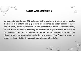 La hacienda cuenta con 242 animales entre adultos y jóvenes, de los cuales
1 vaca se ha enfermado y presenta secreciones de color amarillo rojizo
por la vulva, estas secreciones se han presentado desde 3 semana atrás,
la cola tiene alzada y decaída; ha disminuido la producción de leche, el
fin zootécnico es la producción de leche; no ha retornado el celo, la
alimentación comprende de mezcla de pastos como (Ray Grass, pasto azul,
malas hierbas y trébol) y concentrado durante el ordeño.
DATOS ANAMNÉSICOS
 