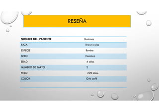 RESEÑA
NOMBRE DEL PACIENTE Ilusiones
RAZA Brown swiss
ESPECIE Bovino
SEXO Hembra
EDAD 4 años
NUMERO DE PARTO 2
PESO 390 kilos.
COLOR Gris café
 
