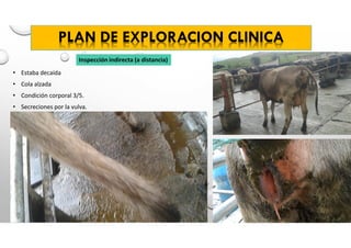 PLAN DE EXPLORACION CLINICA
• Estaba decaída
• Cola alzada
• Condición corporal 3/5.
• Secreciones por la vulva.
Inspección indirecta (a distancia)
 
