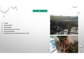 SIGNOS Y SINTOMAS
 Fiebre.
 Decaimiento.
 Cola alzada.
 Secreciones por la vulva.
 Dorso arqueado.
 Disminución en la producción de leche
 