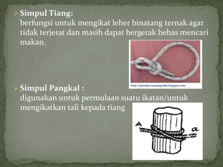  Simpul Tiang:

berfungsi untuk mengikat leher binatang ternak agar
tidak terjerat dan masih dapat bergerak bebas mencari
makan.

 Simpul Pangkal :

digunakan untuk permulaan suatu ikatan/untuk
mengikatkan tali kepada tiang

 