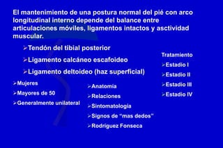 El mantenimiento de una postura normal del pié con arco
longitudinal interno depende del balance entre
articulaciones móviles, ligamentos intactos y asctividad
muscular.
Tendón del tibial posterior
Ligamento calcáneo escafoideo
Ligamento deltoideo (haz superficial)
Mujeres
Mayores de 50
Generalmente unilateral
Anatomía
Relaciones
Sintomatología
Signos de “mas dedos”
Rodríguez Fonseca
Tratamiento
Estadio I
Estadio II
Estadio III
Estadio IV
 