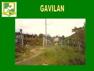GAVILAN 