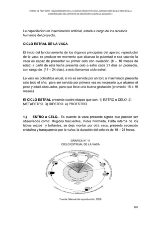 PERFIL DE PROYECTO: “MEJORAMIENTO DE LA CADENA PRODUCTIVA EN LA PRODUCCIÓN DE LÁCTEOS EN LAS
COMUNIDADES DEL DISTRITO DE ORCOPAMPA-CASTILLA-AREQUIPA”.
105
La capacitación en inseminación artificial, estará a cargo de los recursos
humanos del proyecto.
CICLO ESTRAL DE LA VACA
El inicio del funcionamiento de los órganos principales del aparato reproductor
de la vaca se produce en momento que alcanza la pubertad o sea cuando la
vaca es capaz de presentar su primer celo con ovulación (8 – 10 meses de
edad) a partir de esta fecha presenta celo o estro cada 21 días en promedio,
con rango de (17 – 24 días), a esto llamamos ciclo estral.
La vaca es poliestrica anual, si no es servida por un toro o inseminada presenta
celo todo el año; para ser servida por primera vez es necesario que alcance el
peso y edad adecuados, para que lleve una buena gestación (promedio 15 a 18
meses)
El CICLO ESTRAL presenta cuatro etapas que son: 1) ESTRO o CELO 2)
METAESTRO 3) DIESTRO 4) PROESTRO
.
1.) ESTRO o CELO.- Es cuando la vaca presenta signos que pueden ser
observados como: Mugidos frecuentes, Vulva hinchada, Parte interna de los
labios rojizos y brillantes, se deja montar por otra vaca, presenta secreción
cristalina y transparente por la vulva; la duración del celo es de 18 – 24 horas.
GRAFICA N° 11
CICLO ESTRUAL DE LA VACA
Fuente: Manual de reproducción, 2006
 