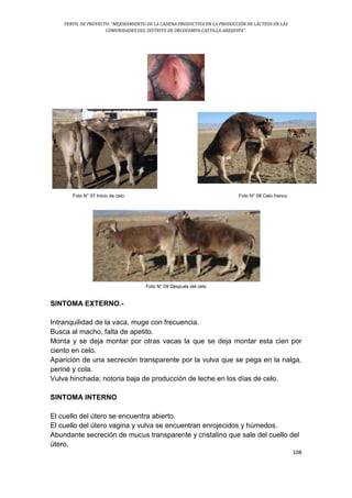 PERFIL DE PROYECTO: “MEJORAMIENTO DE LA CADENA PRODUCTIVA EN LA PRODUCCIÓN DE LÁCTEOS EN LAS
COMUNIDADES DEL DISTRITO DE ORCOPAMPA-CASTILLA-AREQUIPA”.
108
Foto N° 07 Inicio de celo Foto N° 08 Celo franco
Foto N° 09 Después del celo
SINTOMA EXTERNO.-
Intranquilidad de la vaca, muge con frecuencia.
Busca al macho, falta de apetito.
Monta y se deja montar por otras vacas la que se deja montar esta cien por
ciento en celo.
Aparición de una secreción transparente por la vulva que se pega en la nalga,
periné y cola.
Vulva hinchada; notoria baja de producción de leche en los días de celo.
SINTOMA INTERNO
El cuello del útero se encuentra abierto.
El cuello del útero vagina y vulva se encuentran enrojecidos y húmedos.
Abundante secreción de mucus transparente y cristalino que sale del cuello del
útero.
 