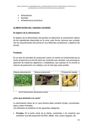 PERFIL DE PROYECTO: “MEJORAMIENTO DE LA CADENA PRODUCTIVA EN LA PRODUCCIÓN DE LÁCTEOS EN LAS
COMUNIDADES DEL DISTRITO DE ORCOPAMPA-CASTILLA-AREQUIPA”.
118
 Alimentación.
 Sanidad.
 Infraestructura productiva.
ALIMENTACIÓN DEL GANADO LECHERO.
El objetivo de la alimentación.
El objetivo de la alimentación del ganado es determinar la combinación óptima
de los ingredientes disponibles en la zona, para formar raciones que cumplan
con los requerimientos del animal en sus diferentes condiciones y objetivos del
animal.
Finalidad.
En el caso de animales de producción (carne y/o leche) es fundamental que la
ración proporcione al animal todos los nutrientes que necesite, que prevenga la
aparición de trastornos digestivos o metabólicos, que exprese en el animal su
máximo de producción con calidad y con el más bajo costo posible.
Buena alimentación. Buena producción. Producción barata.
Foto N° 06 alimentación, reproductoras y quesos
¿Con que alimentar a la vaca?
La alimentación diaria de mi vaca lechera debe contener forraje, concentrado,
agua y sales minerales.
Los alimentos se clasifican en las siguientes categorías:
 Forrajes. Es la parte verde de la planta, cosechada o sin cosechar que
contienen una alta proporción de fibra: alfalfa, vicia, avena raygrass, etc.
 