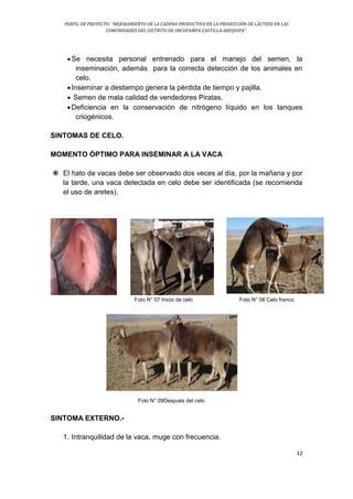 PERFIL DE PROYECTO: “MEJORAMIENTO DE LA CADENA PRODUCTIVA EN LA PRODUCCIÓN DE LÁCTEOS EN LAS
COMUNIDADES DEL DISTRITO DE ORCOPAMPA-CASTILLA-AREQUIPA”.
12
Se necesita personal entrenado para el manejo del semen, la
inseminación, además para la correcta detección de los animales en
celo.
Inseminar a destiempo genera la pérdida de tiempo y pajilla.
 Semen de mala calidad de vendedores Piratas.
Deficiencia en la conservación de nitrógeno líquido en los tanques
criogénicos.
SINTOMAS DE CELO.
MOMENTO ÓPTIMO PARA INSEMINAR A LA VACA
 El hato de vacas debe ser observado dos veces al día, por la mañana y por
la tarde, una vaca detectada en celo debe ser identificada (se recomienda
el uso de aretes).
Foto N° 07 Inicio de celo Foto N° 08 Celo franco
Foto N° 09Después del celo
SINTOMA EXTERNO.-
1. Intranquilidad de la vaca, muge con frecuencia.
 
